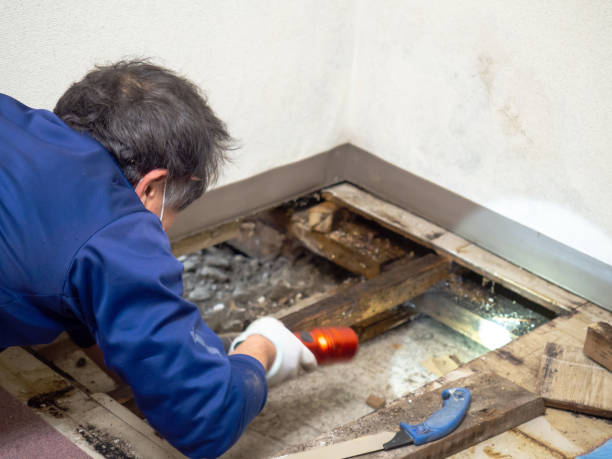 Best Attic Mold Removal  in Maitland, FL